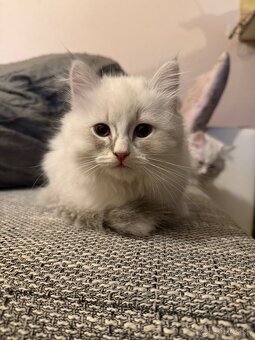 Nevská maškaráda - sibírska mačka - 2