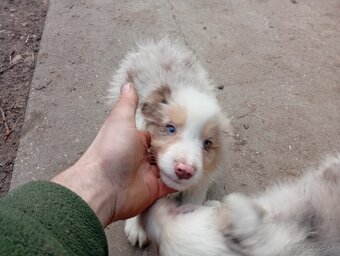 Border kolia,collia - 2