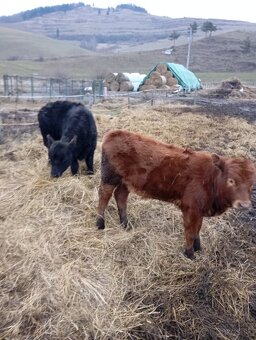 Predám Kravy , telata - 2