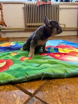 Francúzsky buldocek Modry - 2