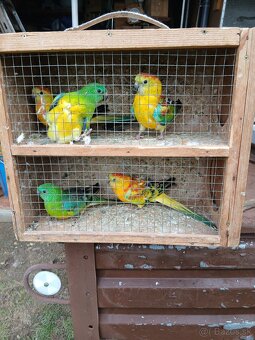 Predám papagáje spevave - 2