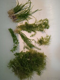 Rastliny do akvária - 2