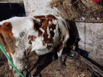 Predám kravu , dojnicu Red holstein - 2