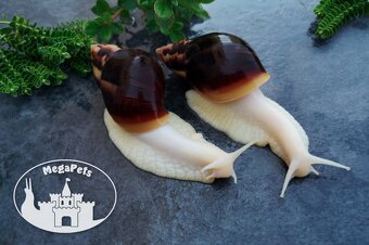 Africké slimáky Lissachatina fulica / Terárium gekón škrečka - 2