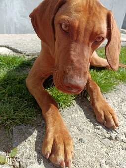 Maďarska Vizsla ( Vyžla ) Fenka - 2