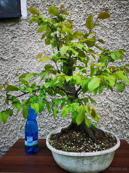 Bonsai 18 - 2
