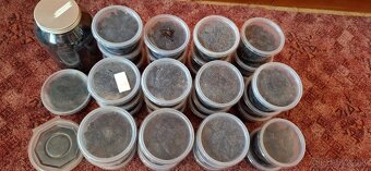Chvostoskoky / springtails - 2