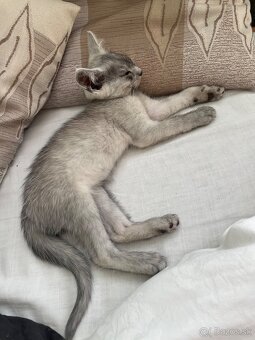 1/2 Mainská mývalia mačka/kocúr (Maine Coon) - 2