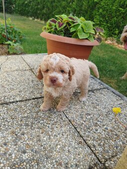 Lagotto romagnolo s PP - italský vodní pes - 2