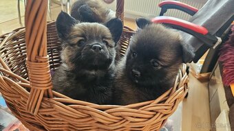 Pomeranian - 2