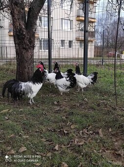 Lakenfeld nasadove vajíčka - 2