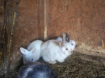 Zdrobnele kralik - 2