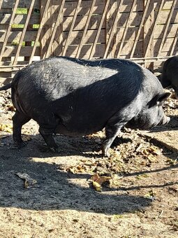 Predam prasiatka - 2