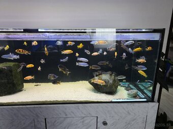 Africké cichlidy - 2