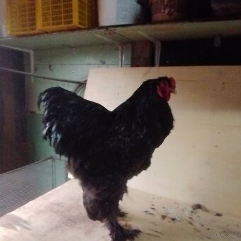 Brahmanka čierna. - 2