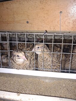 Japonské prepelice - 2