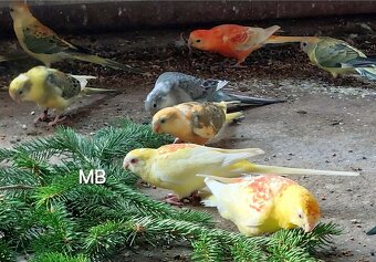 Papagaje spevavé - 2