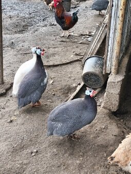 Perlička(samec) kohút - 2