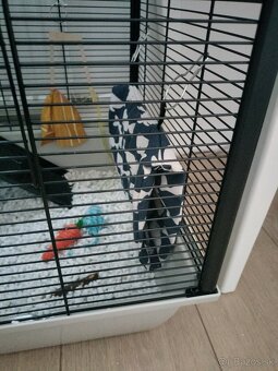 Klietka s dvomi potkaníkmi - 2