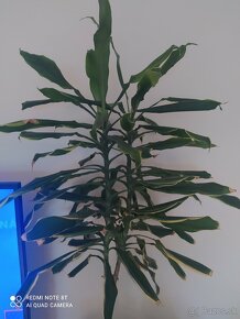 Dracena vysoká 98cm - 2