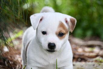 Jack Russell Terrier stenatka s PP - 2