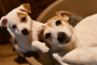 Jack Russell Terrier stenatka s PP - 2