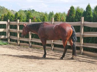 AQH valach - 2