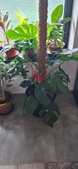 Monstera pertusum - 2