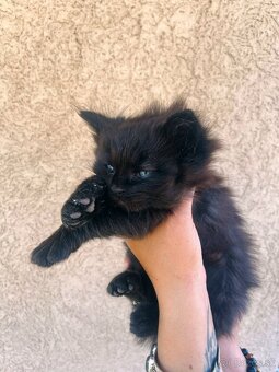 Mainska myvalia mačka - mačiatka Maine coon - 2