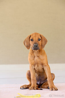 Rhodesian Ridgeback šteniatka s PP IHNEĎ K ODBERU - 2