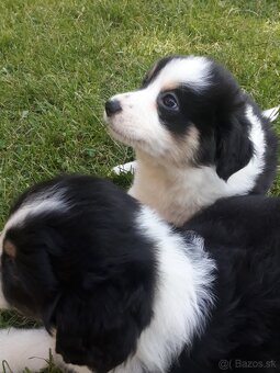 Male Border collie - 2