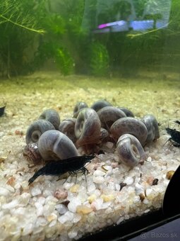 Slimák | Kotuľka | Planorbella Duryi Duryi - 2