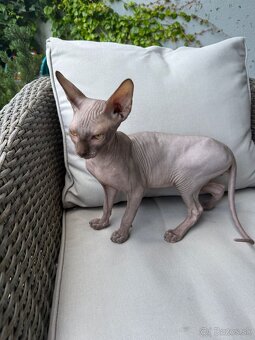 Mačička Sphynx - 2