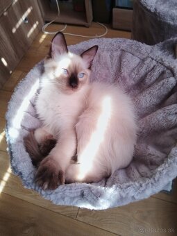 Ragdoll mačička - 2