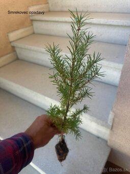 Sadenice drevín - 2