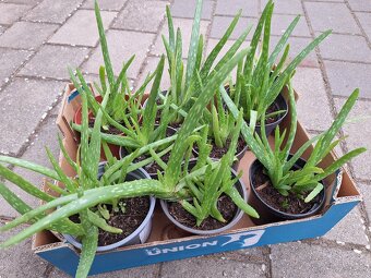 Aloe Vera - 2
