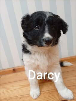 Border kolia šteniatka - 2