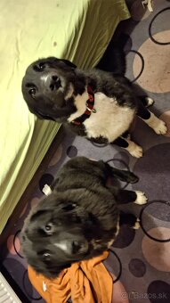 Stredoazijsky ovčiak - 2