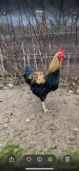 Predám kohútov - 2