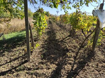 Vinica do užívania - 2