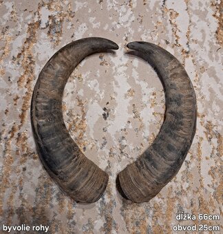 Trofeje, rohy 25-70cm - 2