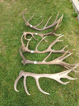 Trofeje, zhody,parohy - 2