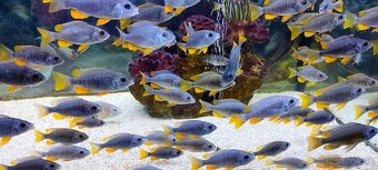 Copadichromis borleyi kadango red fin - 2