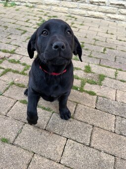 Šteniatko Labrador X Ridžbek - 2