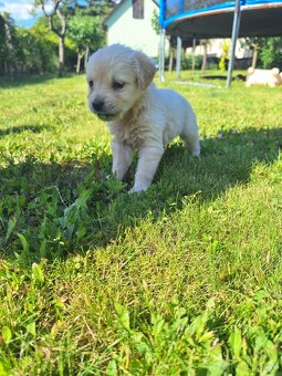 Zlatý retriever - 2