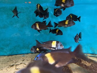 Tropheus Duboisi MASWA - 2