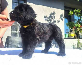 Briard s PP - 2