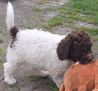 Lagotto romagnolo - pejsek - 2