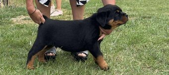 Šteniatka Rottweilera Rotvajler Rtw s PP na predaj 🐾 - 2