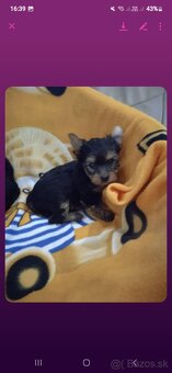 Yorkshire terrier šteniatka - 2